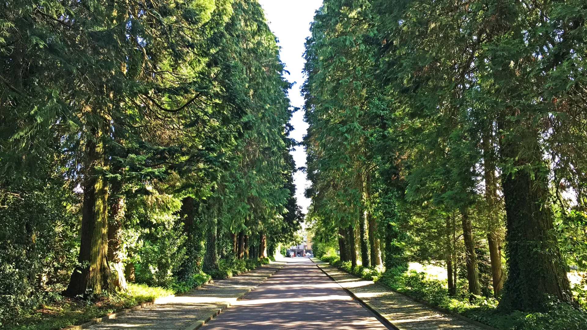 elagage arbo-environnement2